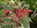 Fuchsia triphylla